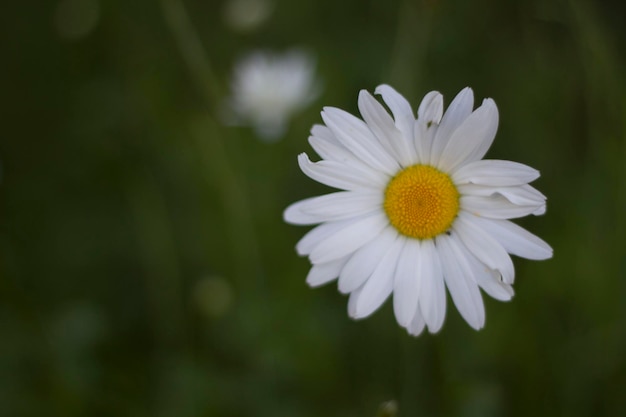 Close-up of daisy blooming outdoors