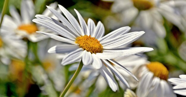 明るい日差しの中でデイジーの花のクローズ アップ