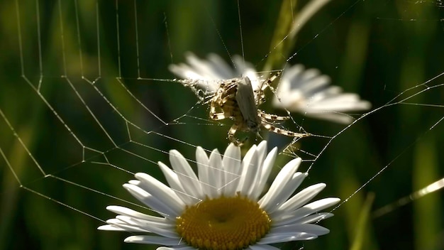 Close up of daisy flower with a spider and web on green field background creative defocused summer