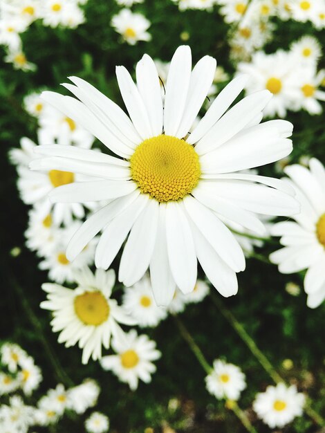 Close-up of daisy flower