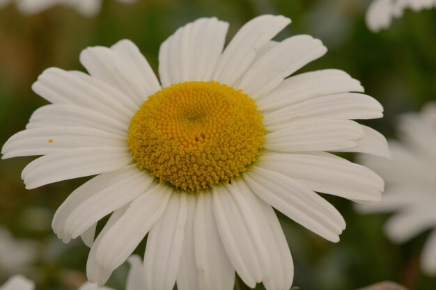 Foto prossimo piano del fiore di margherita