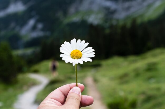 Close-up of a daisy flower