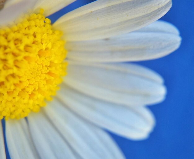 Close-up of daisy flower