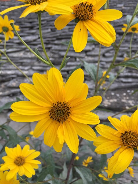 Close-up of daisy flower