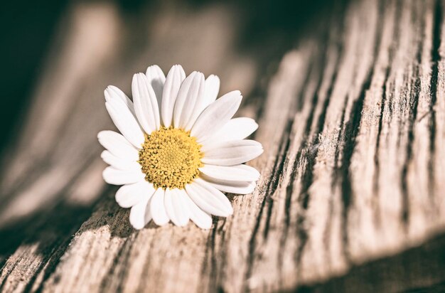 Photo close-up of daisy flower