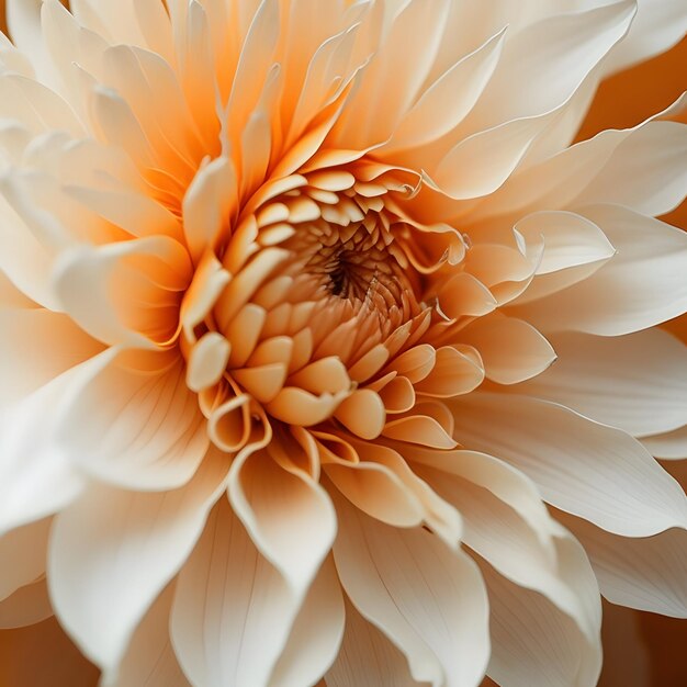 close up daisy flower