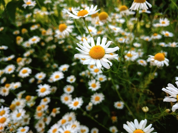 Foto close-up di margherite in fiore nel campo