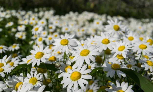 デイジー花の開花のクローズアップ