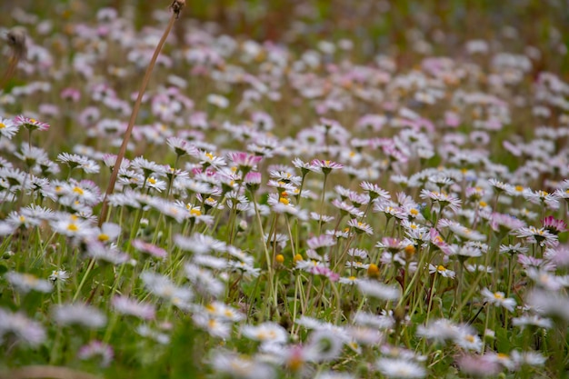Photo close-up of daisy flowers on field