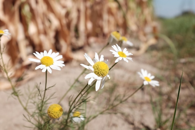 Photo close-up of daisy flowers