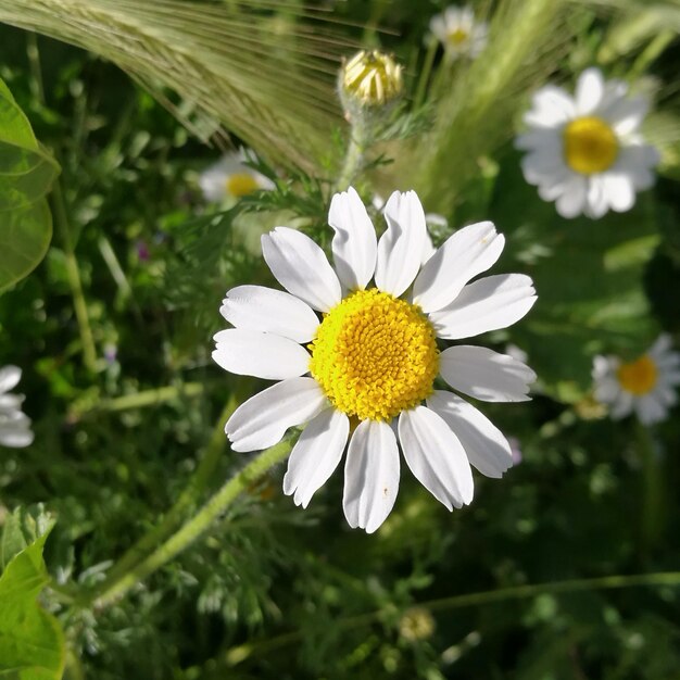 Close-up of daisy flowers