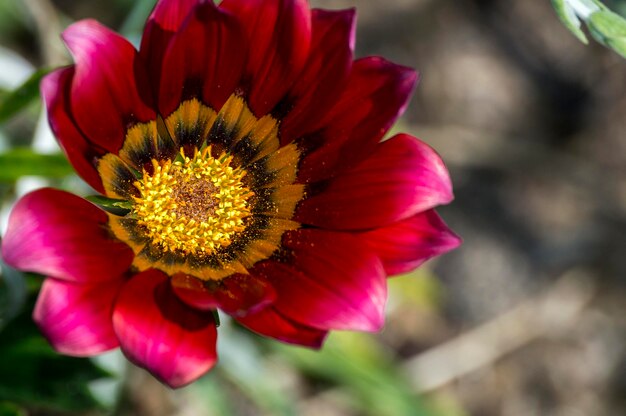 Foto close-up di fiori di margherite