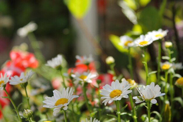 Photo close-up of daisy flowers