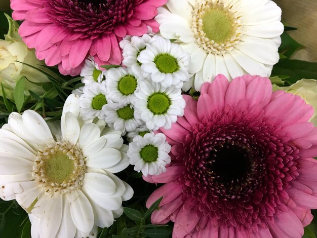 Close-up of daisy flowers