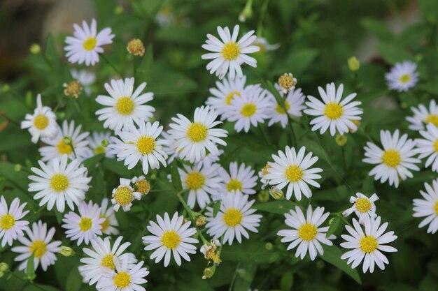 Close-up of daisy flowers