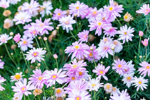 Close-up of daisy flowers