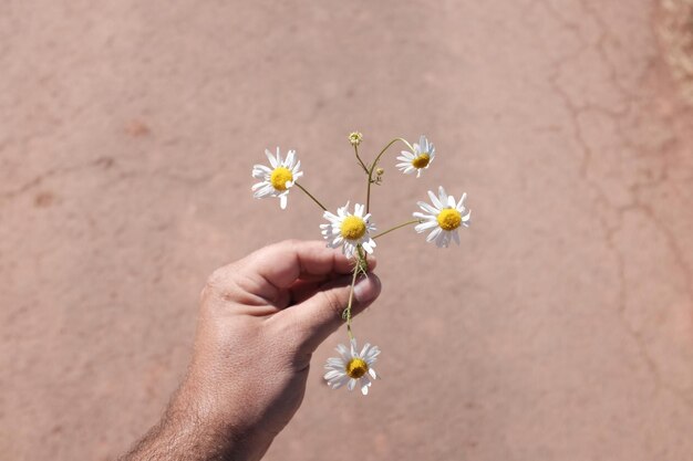 Photo close-up of daisy holding daisy