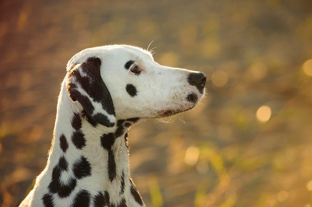 Photo close-up of dalmation