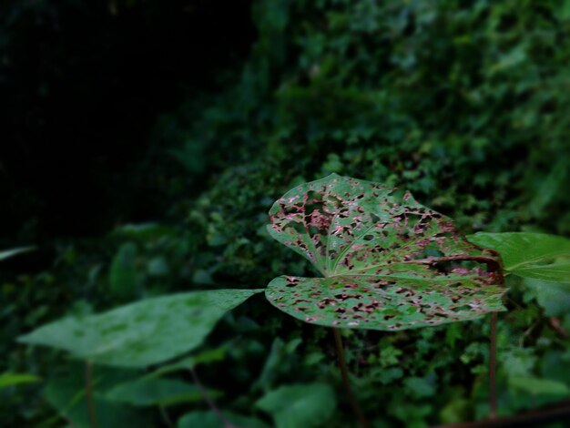 Close-up of damaged plant leaf