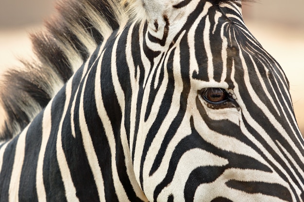 Close up on Damara zebra portrait in nature