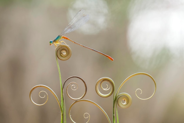 Photo close-up of damselflies