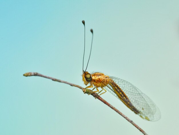 Close-up of damselfly on leaf against blue sky