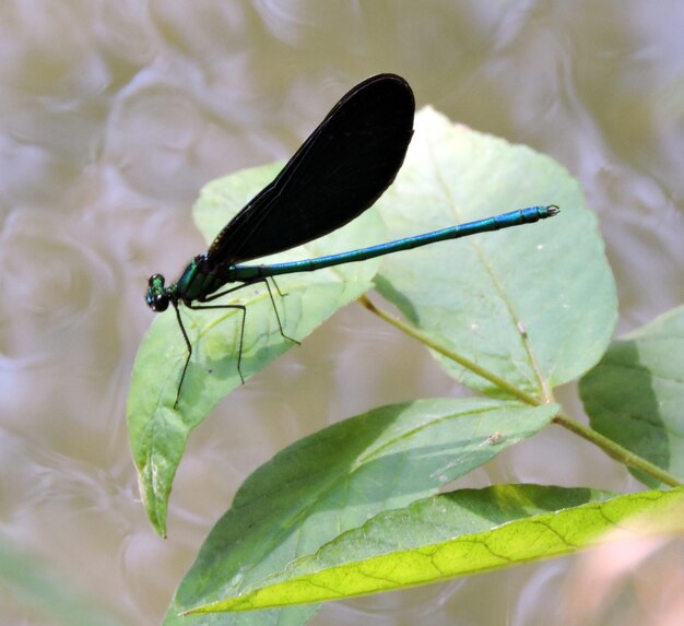 Photo close-up of damselfly on leaf