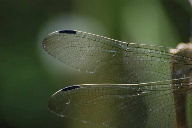 Photo close-up of damselfly on leaf