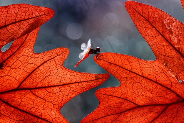 Photo close-up of damselfly on leaf