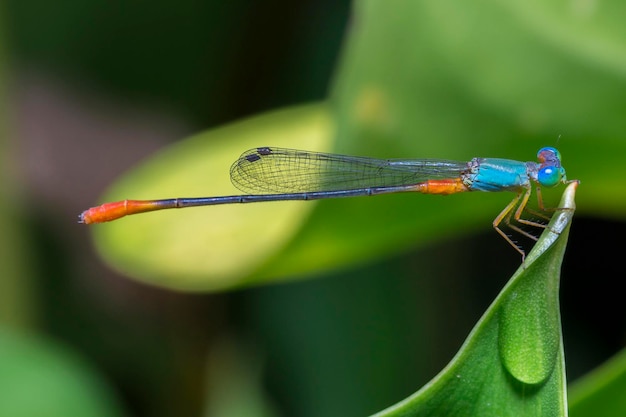 Foto close-up di damselfly sulla foglia