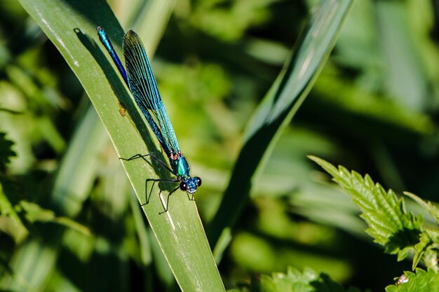 Close-up of damselfly on leaf