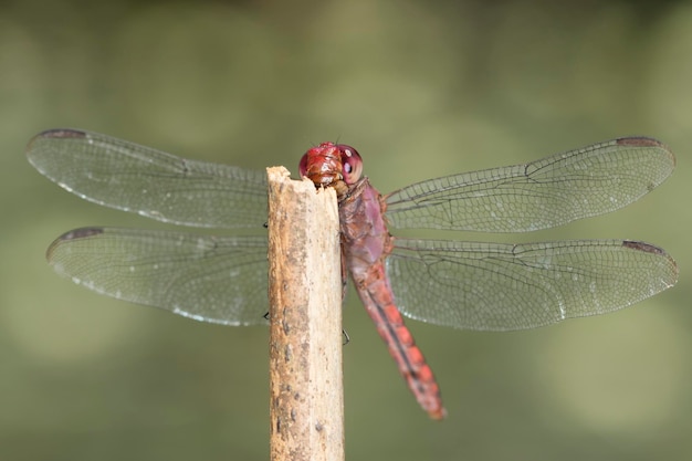 Foto close-up di una damigella sulla foglia