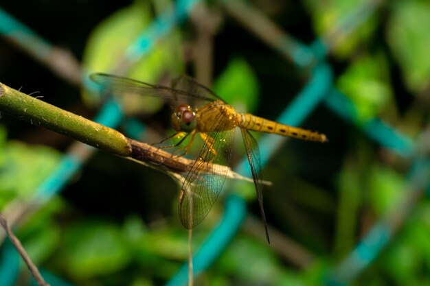 Foto close-up di una damigella sulla foglia