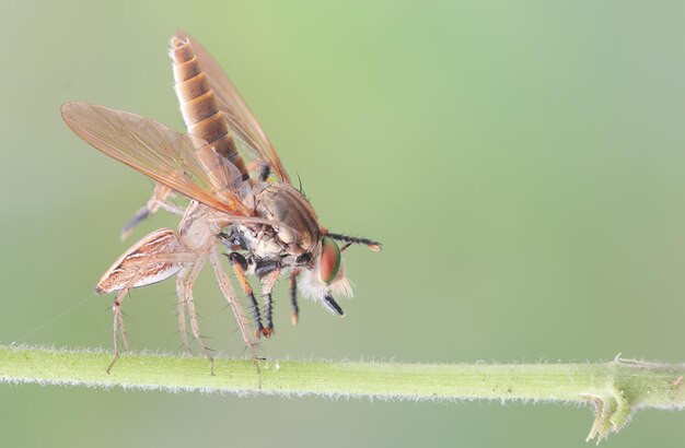 Photo close-up of damselfly on leaf