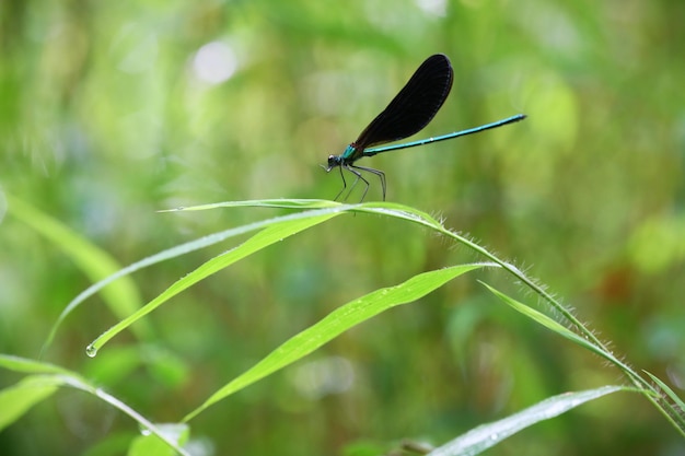 Photo close-up of damselfly on leaf