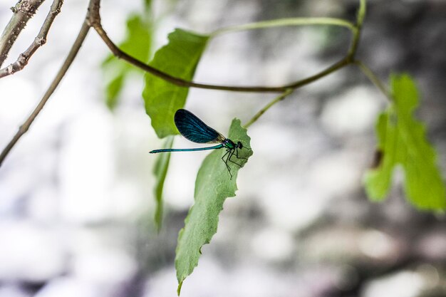 Foto close-up di una damigella sulla foglia