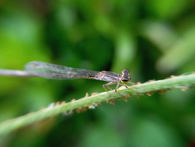 Close-up of damselfly on leaf