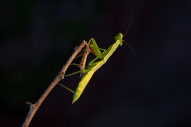 Photo close-up of damselfly on leaf