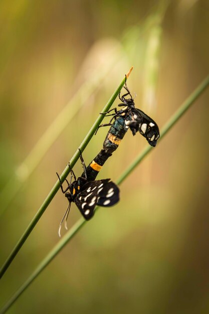 Close-up of damselfly on leaf