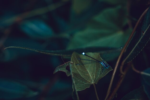 Close-up of damselfly on leaf