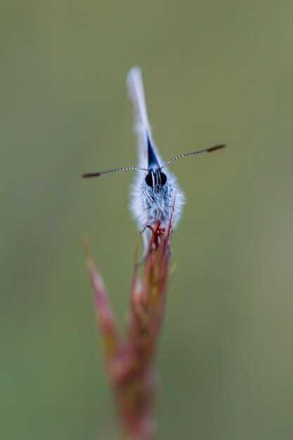 Foto prossimo piano della damigella sulla pianta