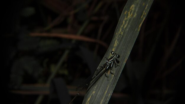 Photo close-up of damselfly on plant