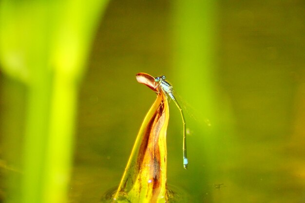 Close-up of damselfly on plant