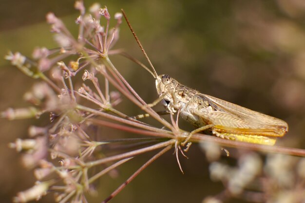 Photo close-up of damselfly on plant