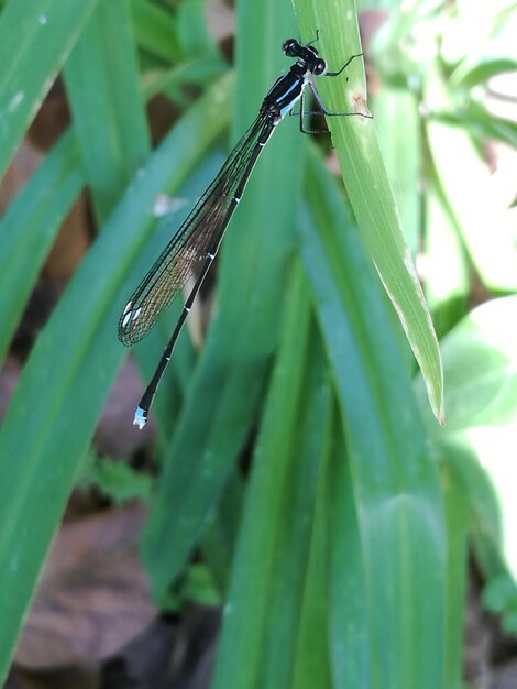 Photo close-up of damselfly on plant