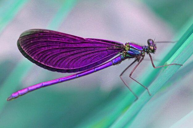 Photo close-up of damselfly on a plant