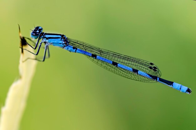 Photo close-up of damselfly on plant