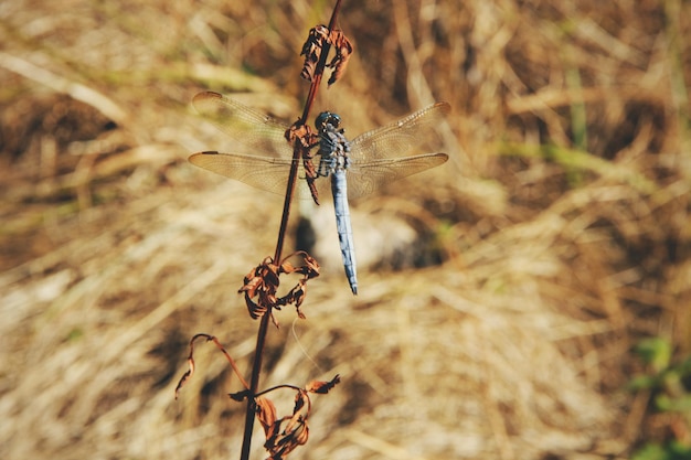 Foto prossimo piano della damigella sulla pianta