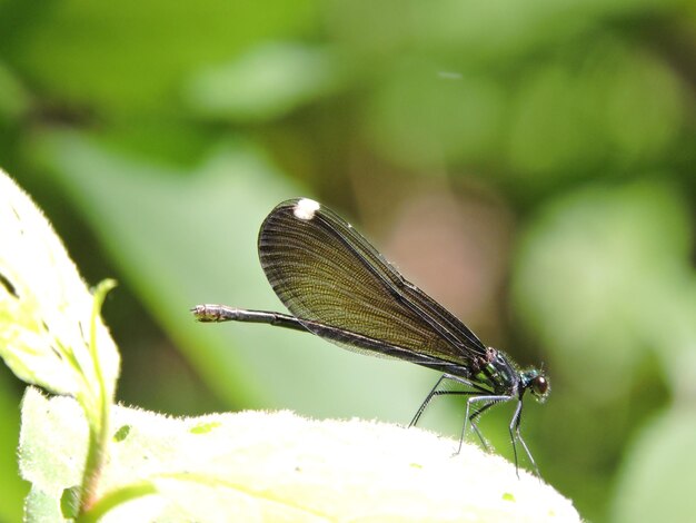 Photo close-up of damselfly on plant