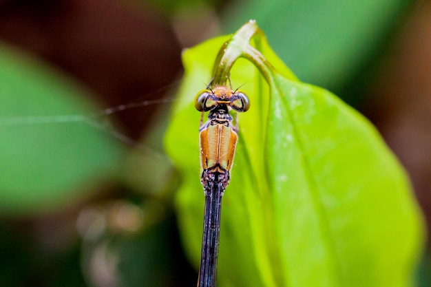 Photo close-up of damselfly on plant